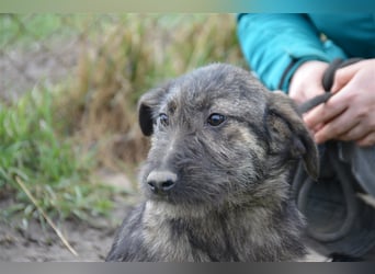 Maja sucht ihre Familie
