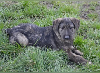 Maja sucht ihre Familie