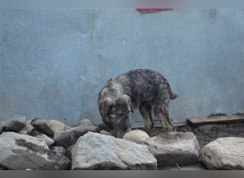 Maja sucht ihre Familie