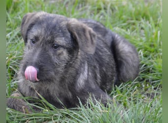 Maja sucht ihre Familie