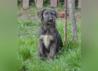 Maja sucht ihre Familie