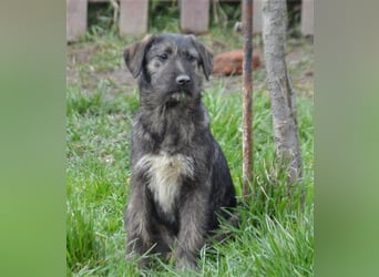 Maja sucht ihre Familie