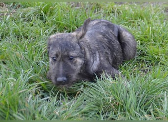 Maja sucht ihre Familie
