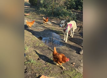 ALIISA - sanfte, schüchterne Hündin sucht liebevolles Zuhause