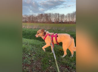 ALIISA - sanfte, schüchterne Hündin sucht liebevolles Zuhause