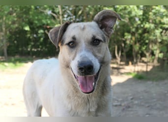 ALIISA - sanfte, schüchterne Hündin sucht liebevolles Zuhause