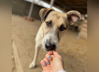 ALIISA - sanfte, schüchterne Hündin sucht liebevolles Zuhause