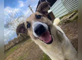 ALIISA - sanfte, schüchterne Hündin sucht liebevolles Zuhause