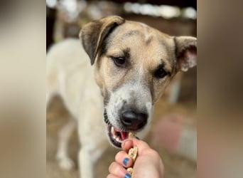 ALIISA - sanfte, schüchterne Hündin sucht liebevolles Zuhause