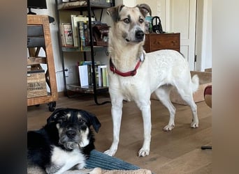 ALIISA - sanfte, schüchterne Hündin sucht liebevolles Zuhause