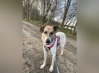 ALIISA - sanfte, schüchterne Hündin sucht liebevolles Zuhause