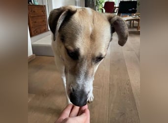 ALIISA - sanfte, schüchterne Hündin sucht liebevolles Zuhause