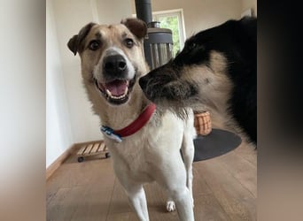 ALIISA - sanfte, schüchterne Hündin sucht liebevolles Zuhause