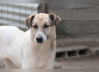 ALIISA - sanfte, schüchterne Hündin sucht liebevolles Zuhause