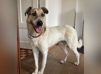 ALIISA - sanfte, schüchterne Hündin sucht liebevolles Zuhause