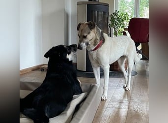 ALIISA - sanfte, schüchterne Hündin sucht liebevolles Zuhause