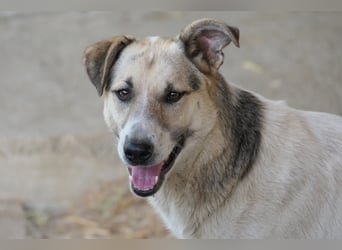 ALIISA - sanfte, schüchterne Hündin sucht liebevolles Zuhause