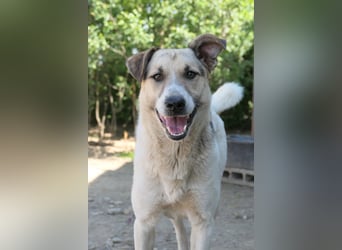 ALIISA - sanfte, schüchterne Hündin sucht liebevolles Zuhause