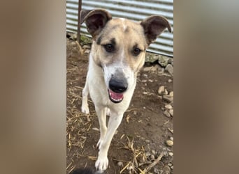 ALIISA - sanfte, schüchterne Hündin sucht liebevolles Zuhause