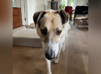 ALIISA - sanfte, schüchterne Hündin sucht liebevolles Zuhause