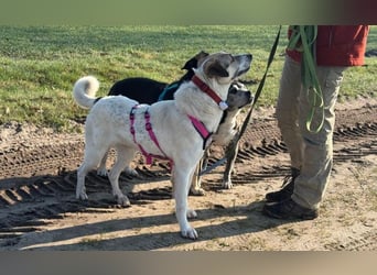 ALIISA - sanfte, schüchterne Hündin sucht liebevolles Zuhause