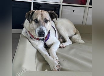 ALIISA - sanfte, schüchterne Hündin sucht liebevolles Zuhause