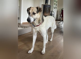 ALIISA - sanfte, schüchterne Hündin sucht liebevolles Zuhause