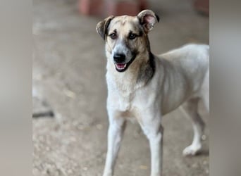 ALIISA - sanfte, schüchterne Hündin sucht liebevolles Zuhause