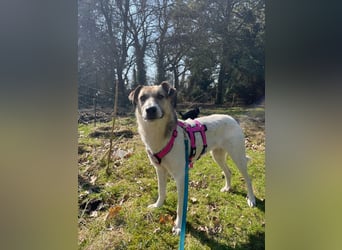 ALIISA - sanfte, schüchterne Hündin sucht liebevolles Zuhause