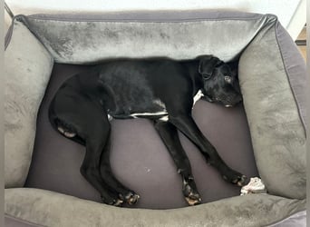 Bobby sucht sein Glück