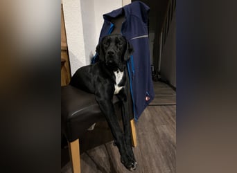 Bobby sucht sein Glück