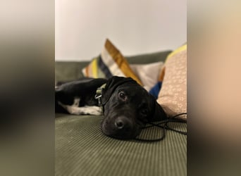 Bobby sucht sein Glück