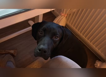 Bobby sucht sein Glück