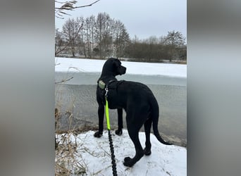 Bobby sucht sein Glück