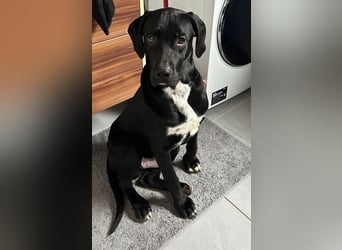 Bobby sucht sein Glück