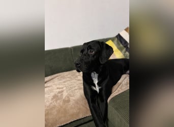 Bobby sucht sein Glück