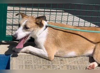 Pinha, eine noch sehr schüchterne junge Hündin mit unbekannter Herkunft