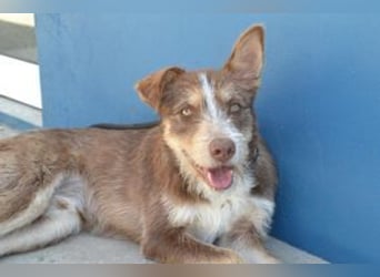 Cookie und Twix , zwei Brüder, die gesehen werden möchten