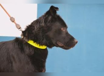 Baguera, ein aufgeweckter und menschenbezogener junger Rüde