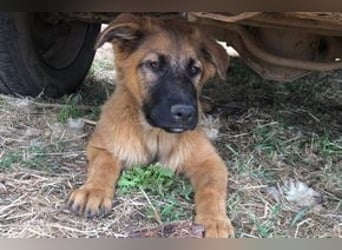 Rafah, ein unbeschwerter Junghund, der mitten in der Natur aufwächst