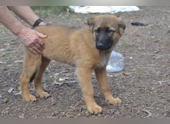 Fünf Weihnachtswelpen, eine fröhliche Truppe, die mitten in der Natur aufwächst