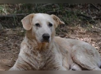 Neige, einer von vier Hunden, die dringend ein neues Zuhause benötigen