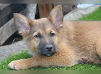 Fünf Weihnachtswelpen, eine fröhliche Truppe, die mitten in der Natur aufwächst (Monkey)