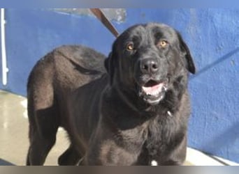 Pestinha, ein durch schlechte Haltung etwas orientierungsloser Rüde