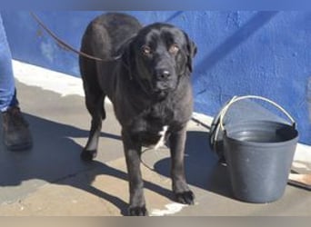 Pestinha, ein durch schlechte Haltung etwas orientierungsloser Rüde