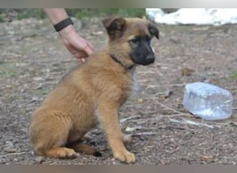 Fünf Weihnachtswelpen, eine fröhliche Truppe, die mitten in der Natur aufwächst (Rima)