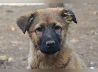 Fünf Weihnachtswelpen, eine fröhliche Truppe, die mitten in der Natur aufwächst (Zoo)