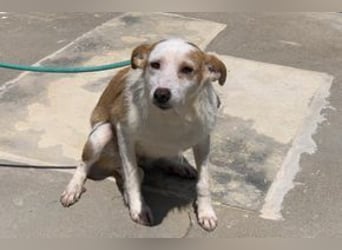 Fati, hat im Tierheim schon viel von ihrer Unsicherheit überwunden