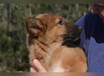 Fünf Weihnachtswelpen, eine fröhliche Truppe, die mitten in der Natur aufwächst (Peggy)