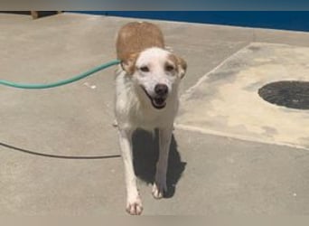 Fati, hat im Tierheim schon viel von ihrer Unsicherheit überwunden